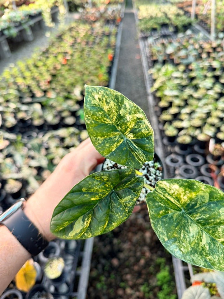 Handpicked 205 - Alocasia Sinuata Variegata Aurea | Uprooted
