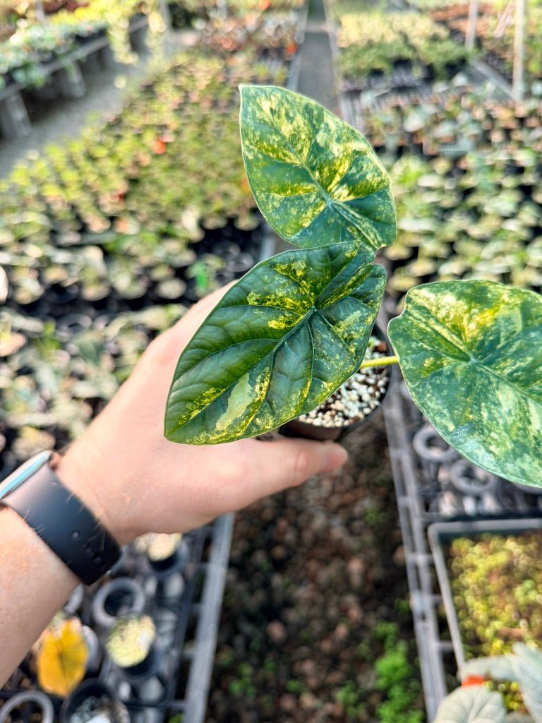 Handpicked 205 - Alocasia Sinuata Variegata Aurea | Uprooted