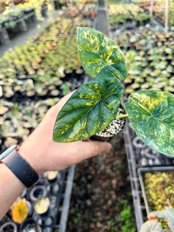 Handpicked 205 - Alocasia Sinuata Variegata Aurea | Uprooted