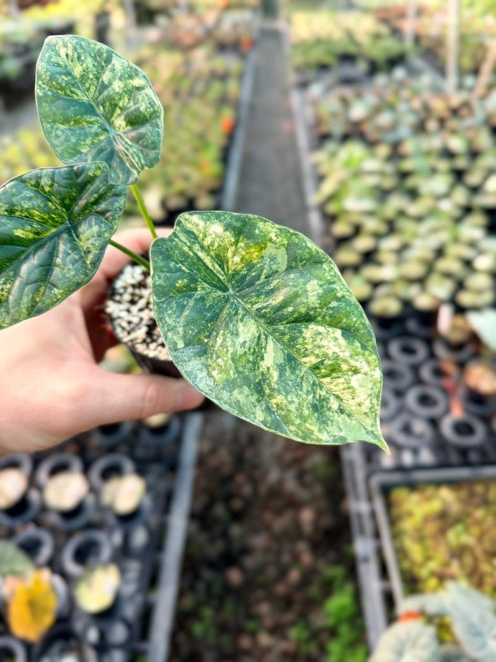 Handpicked 205 - Alocasia Sinuata Variegata Aurea | Uprooted