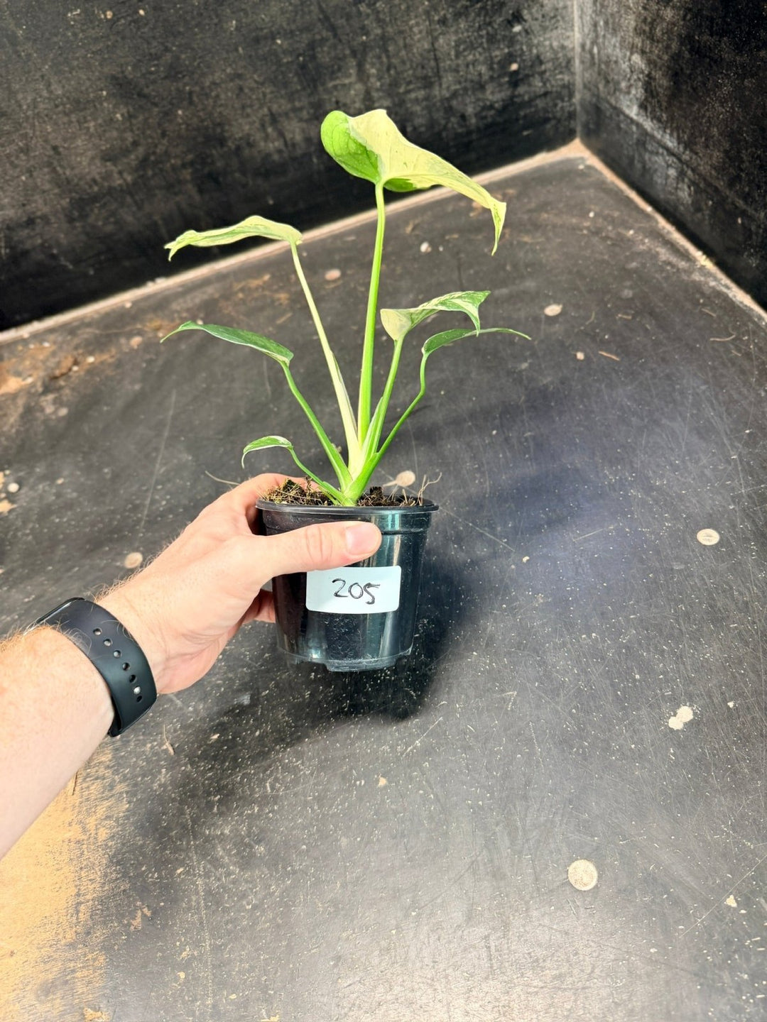 Handpicked 205 - Monstera Deliciosa - Mint | Uprooted