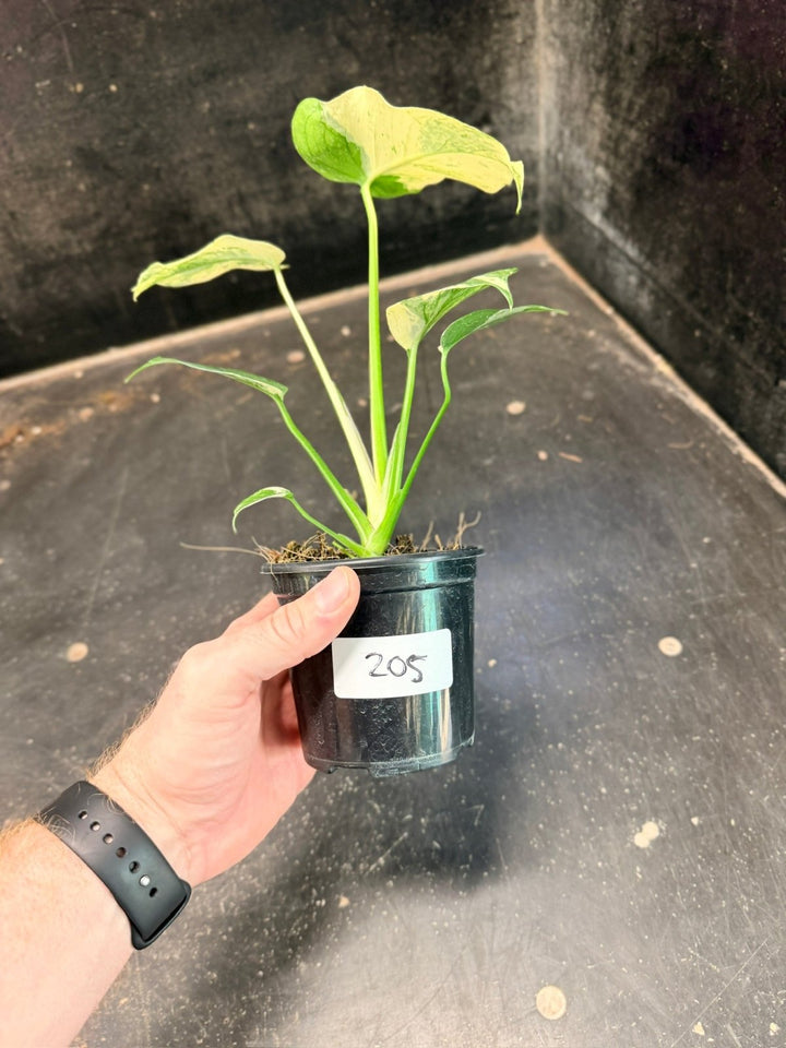 Handpicked 205 - Monstera Deliciosa - Mint | Uprooted