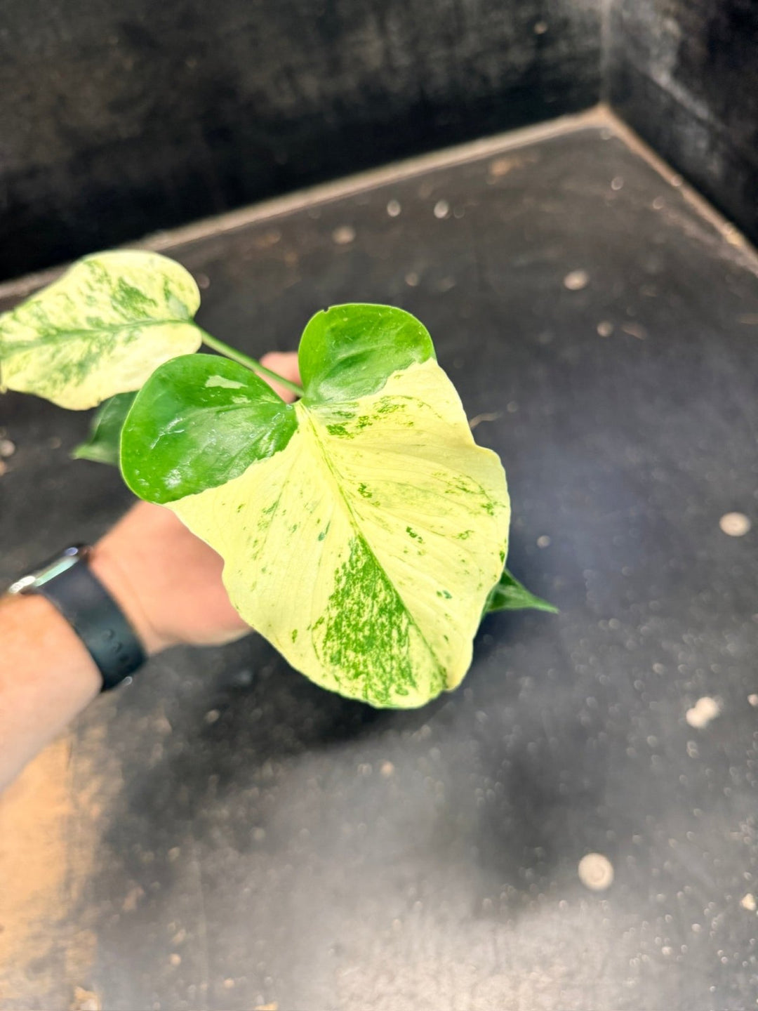 Handpicked 205 - Monstera Deliciosa - Mint | Uprooted