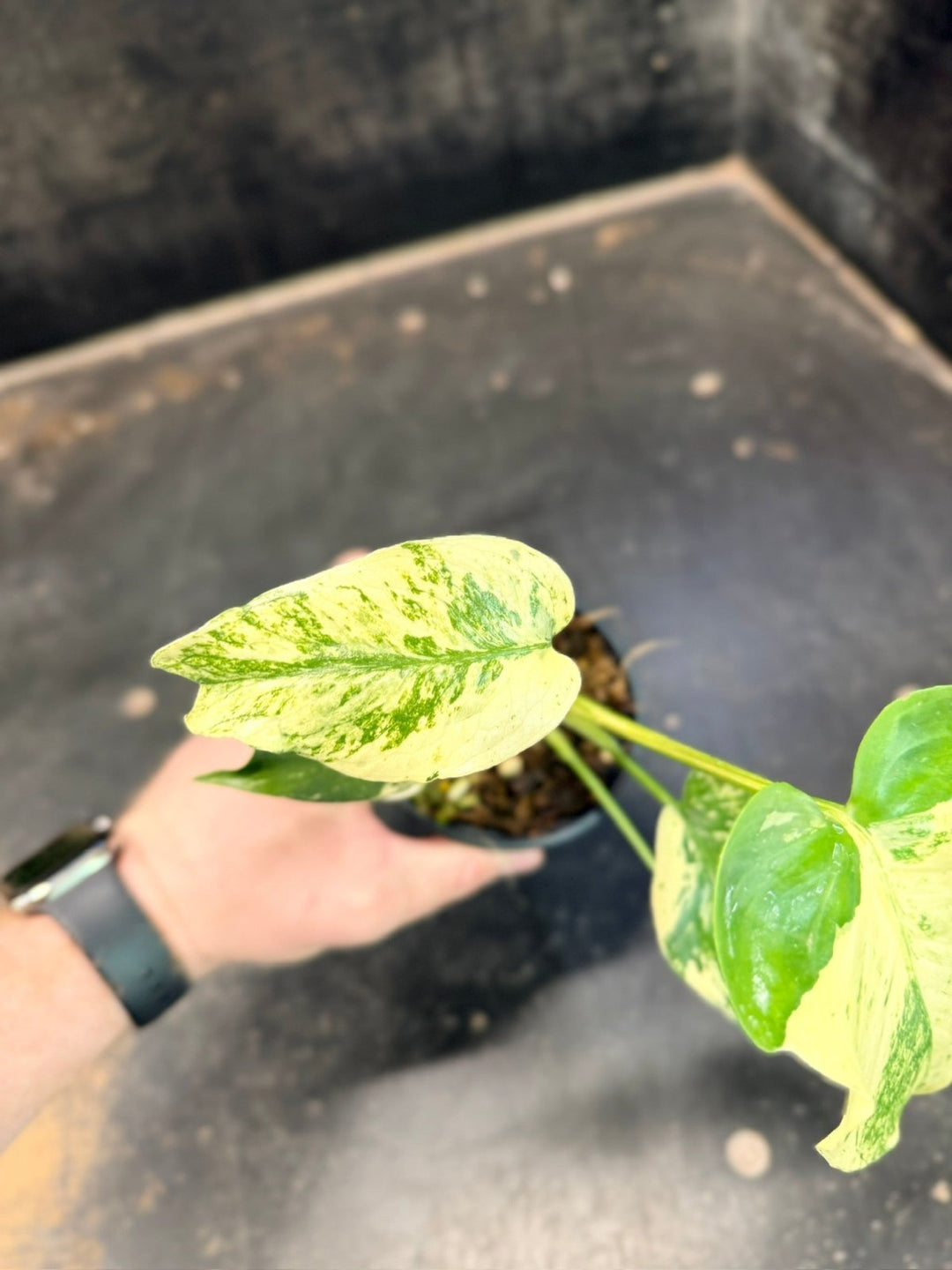 Handpicked 205 - Monstera Deliciosa - Mint | Uprooted