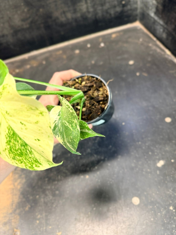 Handpicked 205 - Monstera Deliciosa - Mint | Uprooted