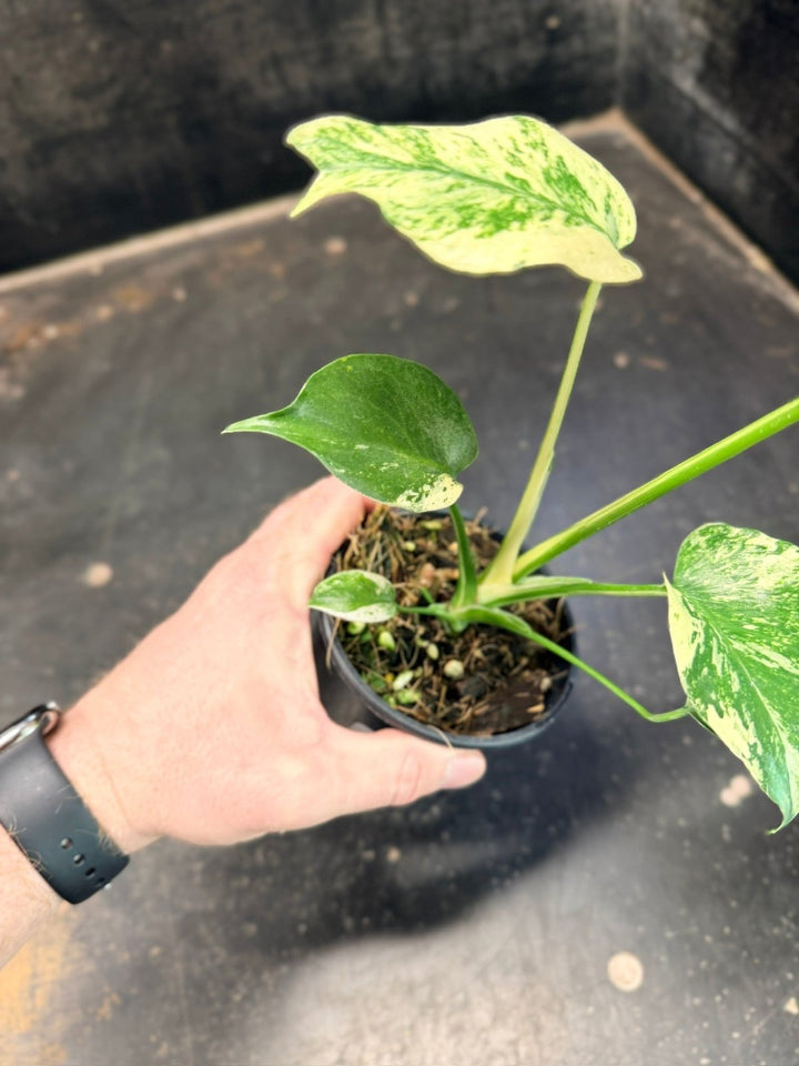 Handpicked 205 - Monstera Deliciosa - Mint | Uprooted