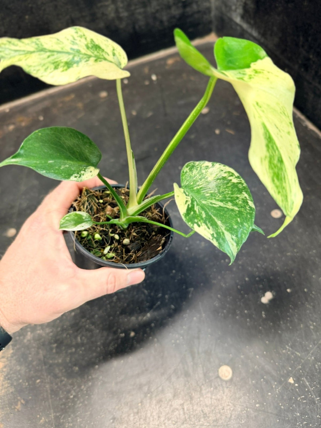 Handpicked 205 - Monstera Deliciosa - Mint | Uprooted