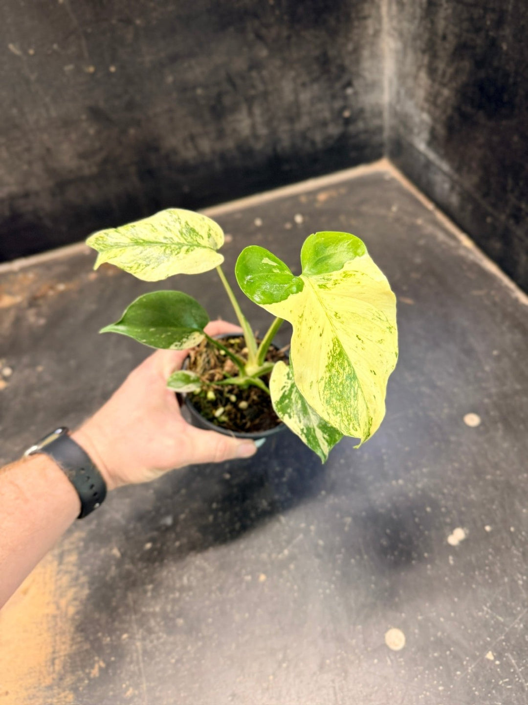 Handpicked 205 - Monstera Deliciosa - Mint | Uprooted