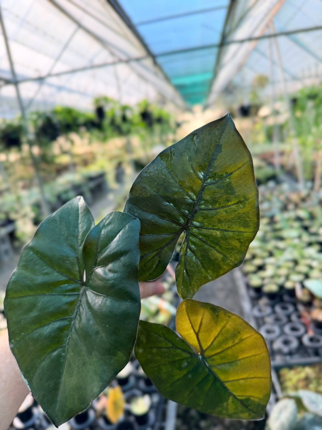 Handpicked 207 - Alocasia Yucatan Princess Variegata | Uprooted