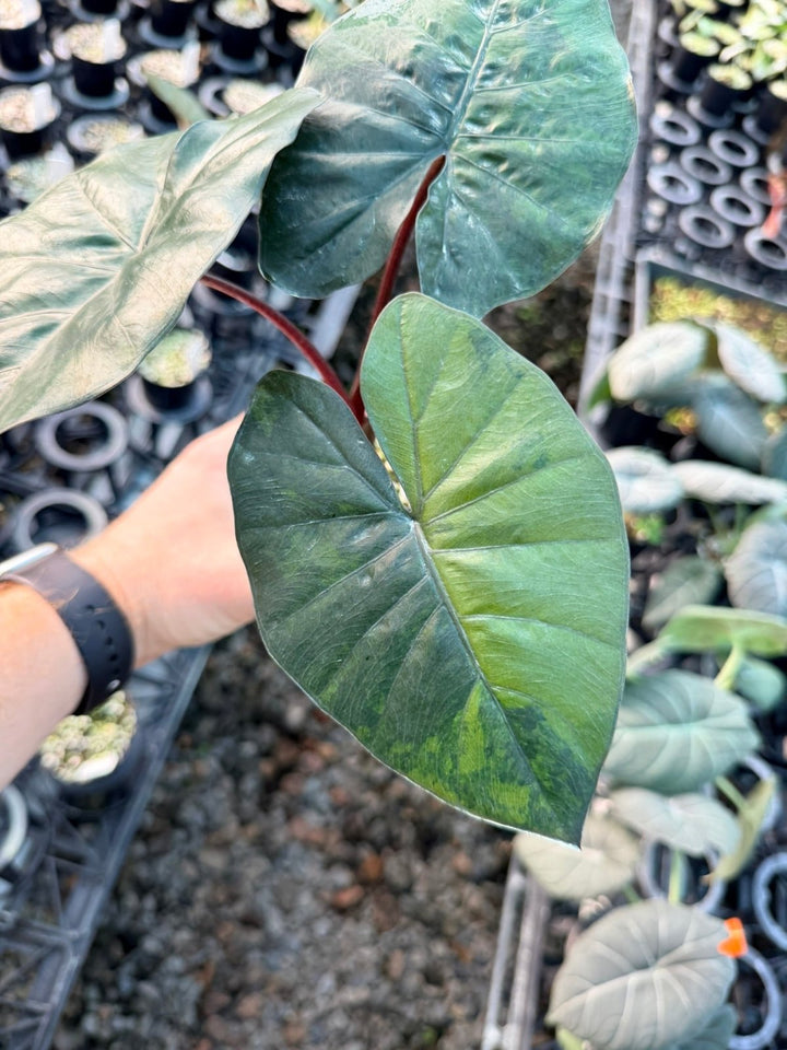 Handpicked 207 - Alocasia Yucatan Princess Variegata | Uprooted