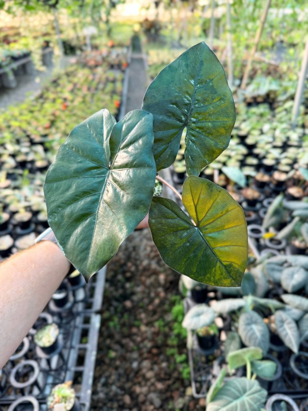 Handpicked 207 - Alocasia Yucatan Princess Variegata | Uprooted
