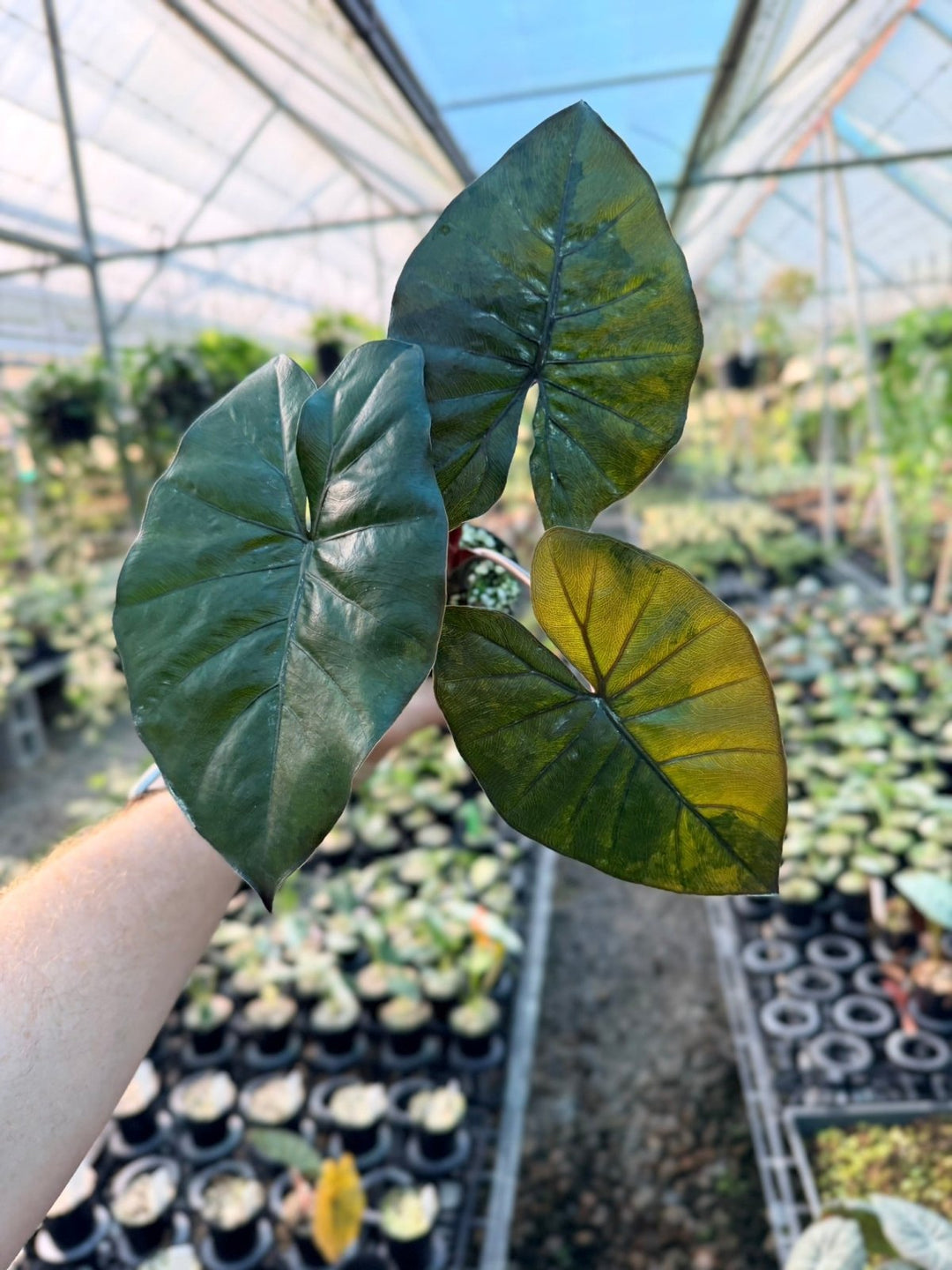 Handpicked 207 - Alocasia Yucatan Princess Variegata | Uprooted