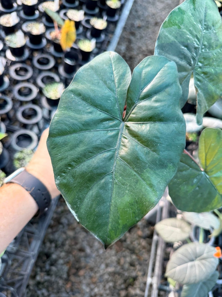 Handpicked 207 - Alocasia Yucatan Princess Variegata | Uprooted