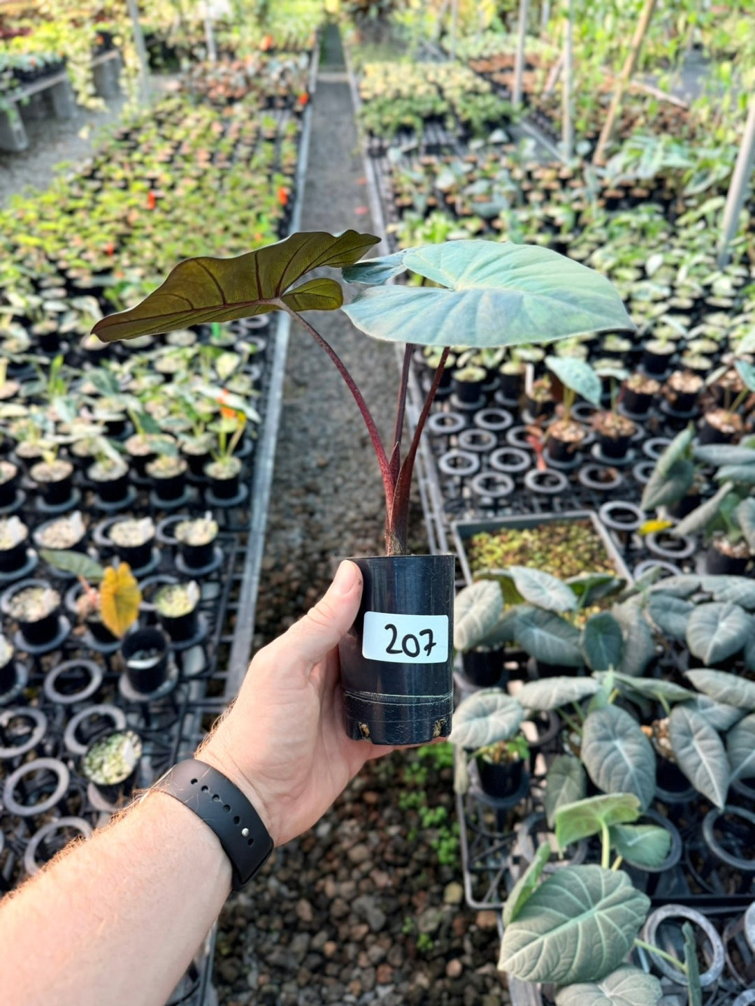 Handpicked 207 - Alocasia Yucatan Princess Variegata | Uprooted