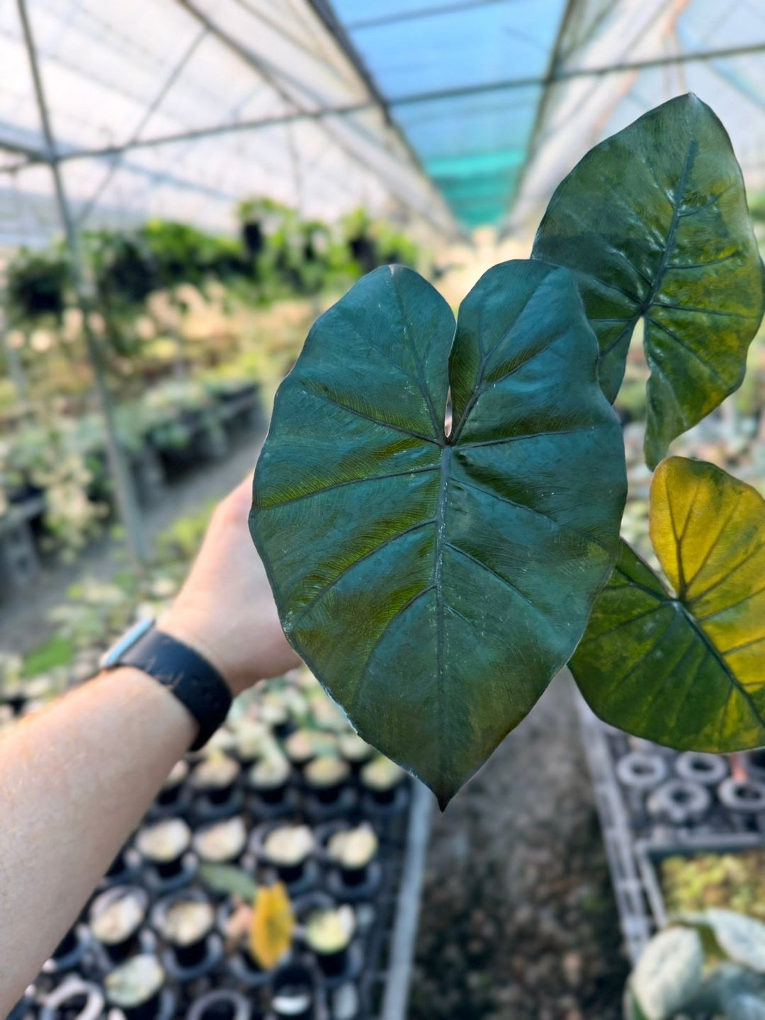 Handpicked 207 - Alocasia Yucatan Princess Variegata | Uprooted