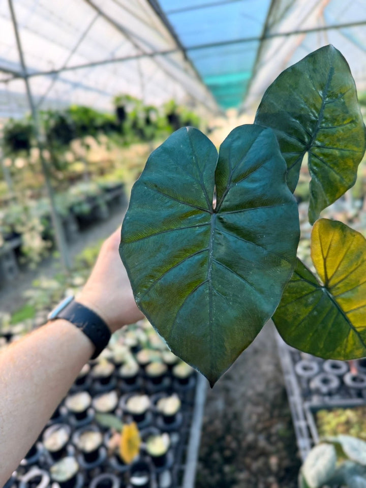 Handpicked 207 - Alocasia Yucatan Princess Variegata | Uprooted