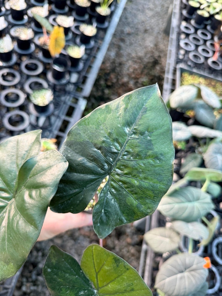 Handpicked 207 - Alocasia Yucatan Princess Variegata | Uprooted