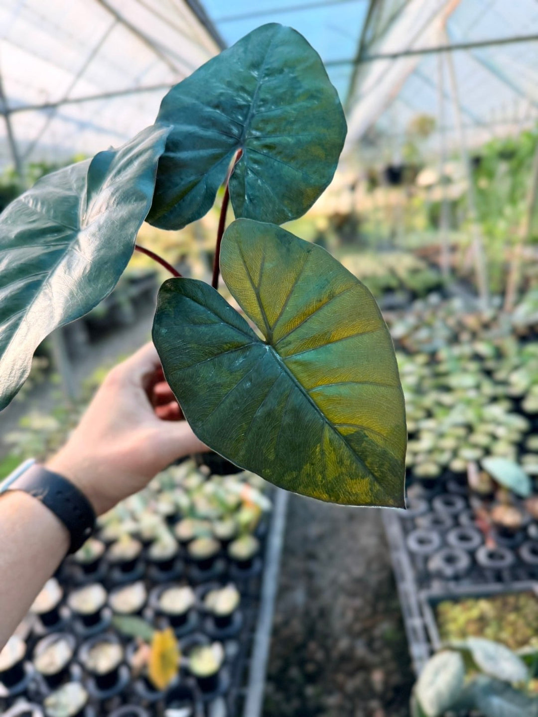 Handpicked 207 - Alocasia Yucatan Princess Variegata | Uprooted