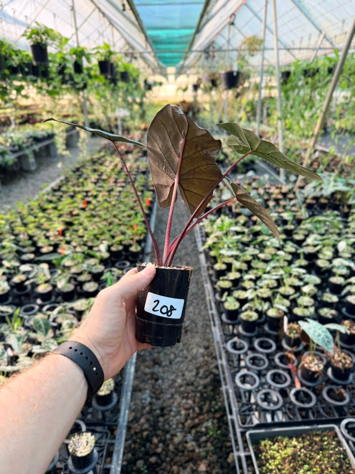 Handpicked 208 - Alocasia Yucatan Princess Variegata | Uprooted