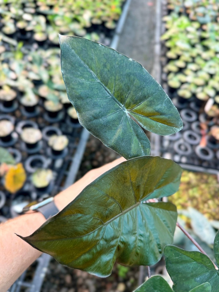 Handpicked 208 - Alocasia Yucatan Princess Variegata | Uprooted