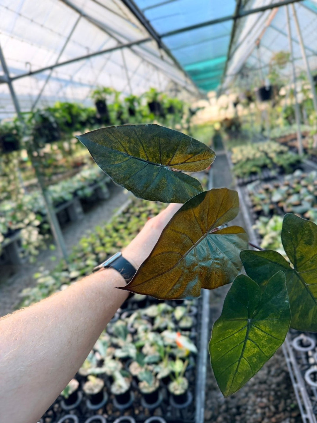 Handpicked 208 - Alocasia Yucatan Princess Variegata | Uprooted