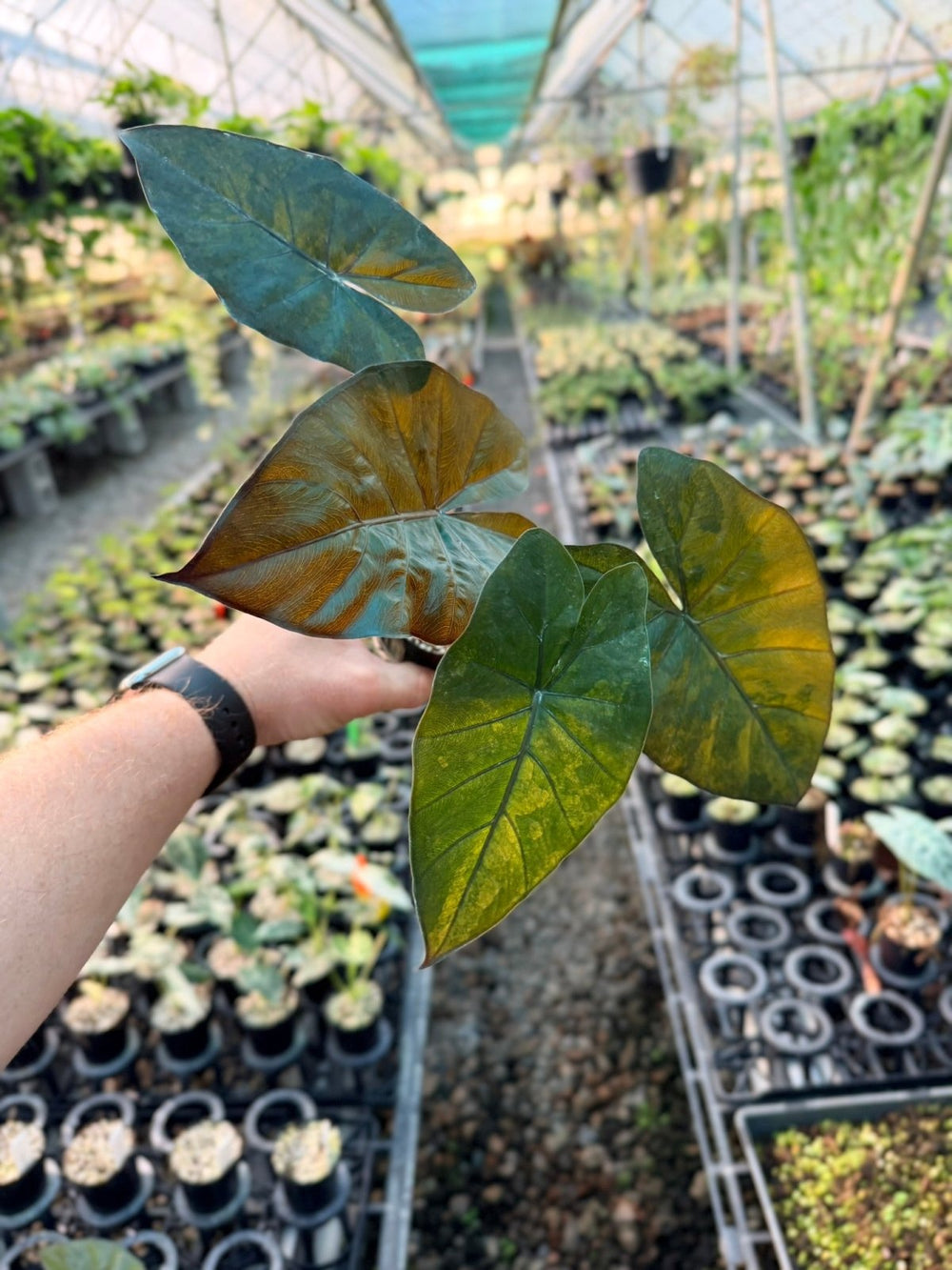 Handpicked 208 - Alocasia Yucatan Princess Variegata | Uprooted