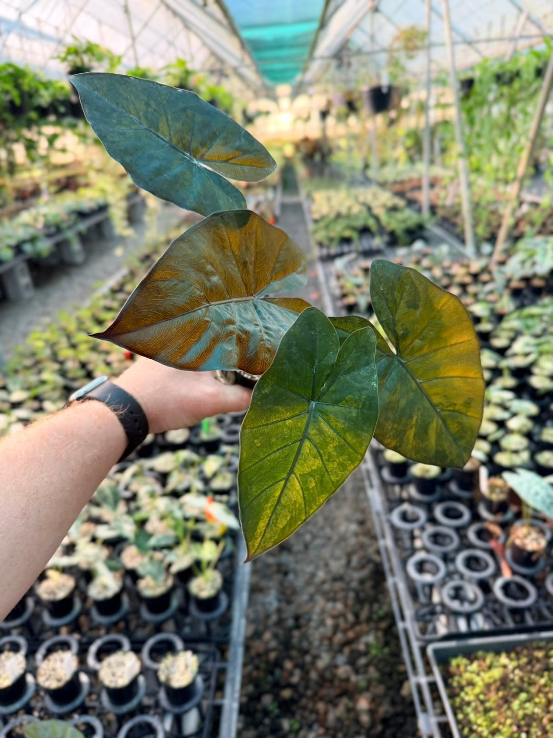Handpicked 208 - Alocasia Yucatan Princess Variegata | Uprooted