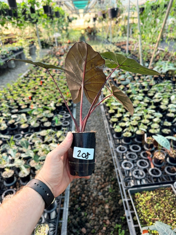 Handpicked 208 - Alocasia Yucatan Princess Variegata | Uprooted