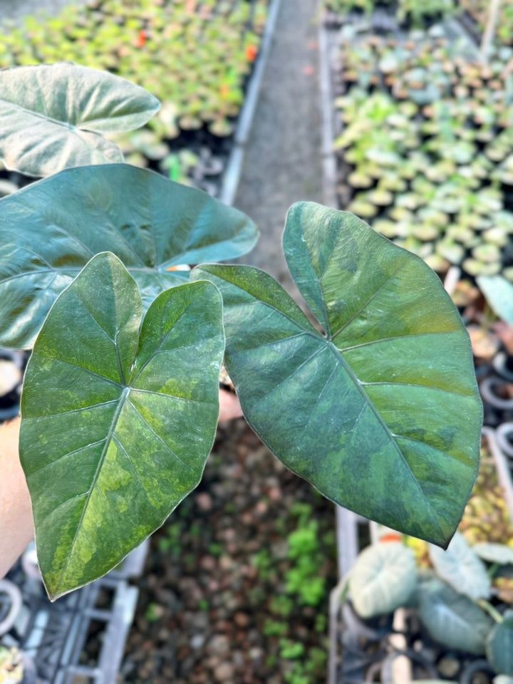 Handpicked 208 - Alocasia Yucatan Princess Variegata | Uprooted