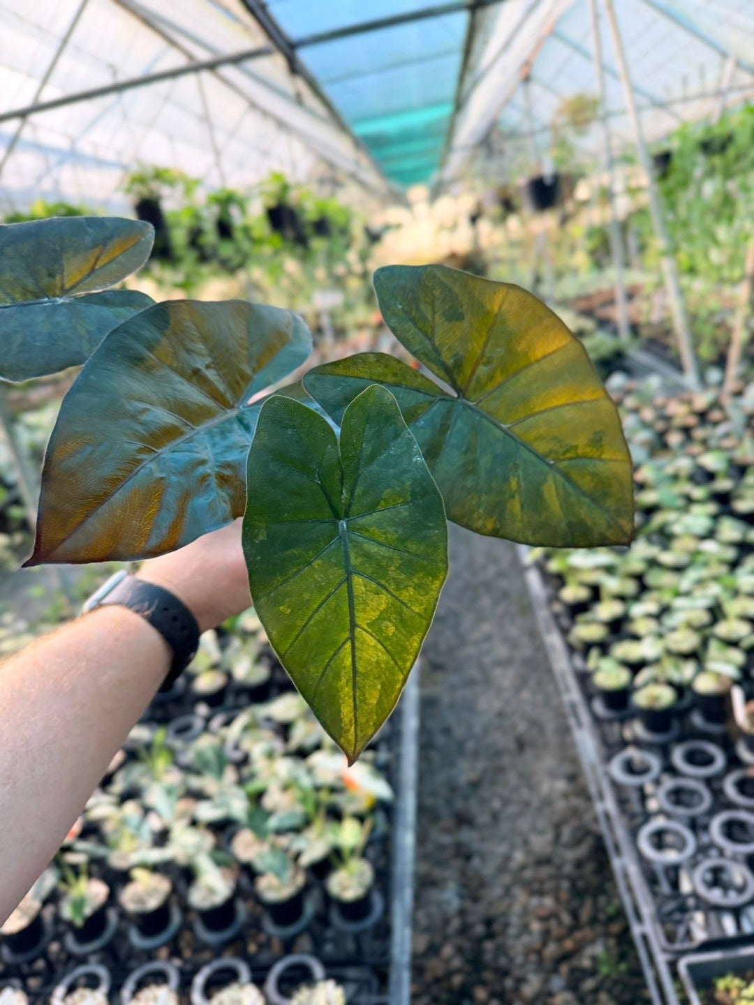 Handpicked 208 - Alocasia Yucatan Princess Variegata | Uprooted