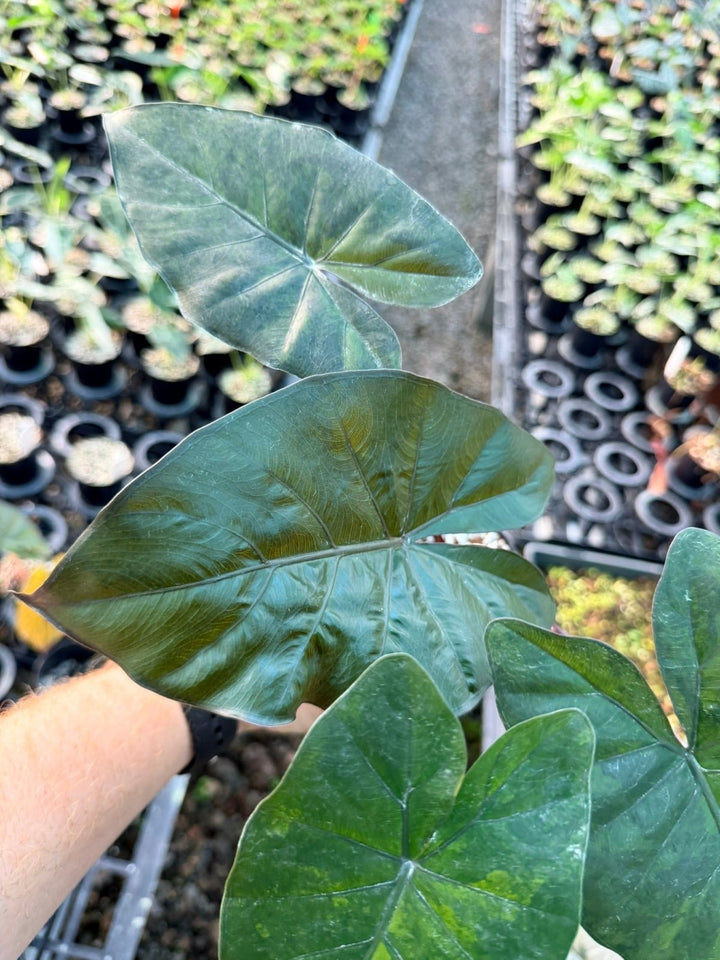 Handpicked 208 - Alocasia Yucatan Princess Variegata | Uprooted