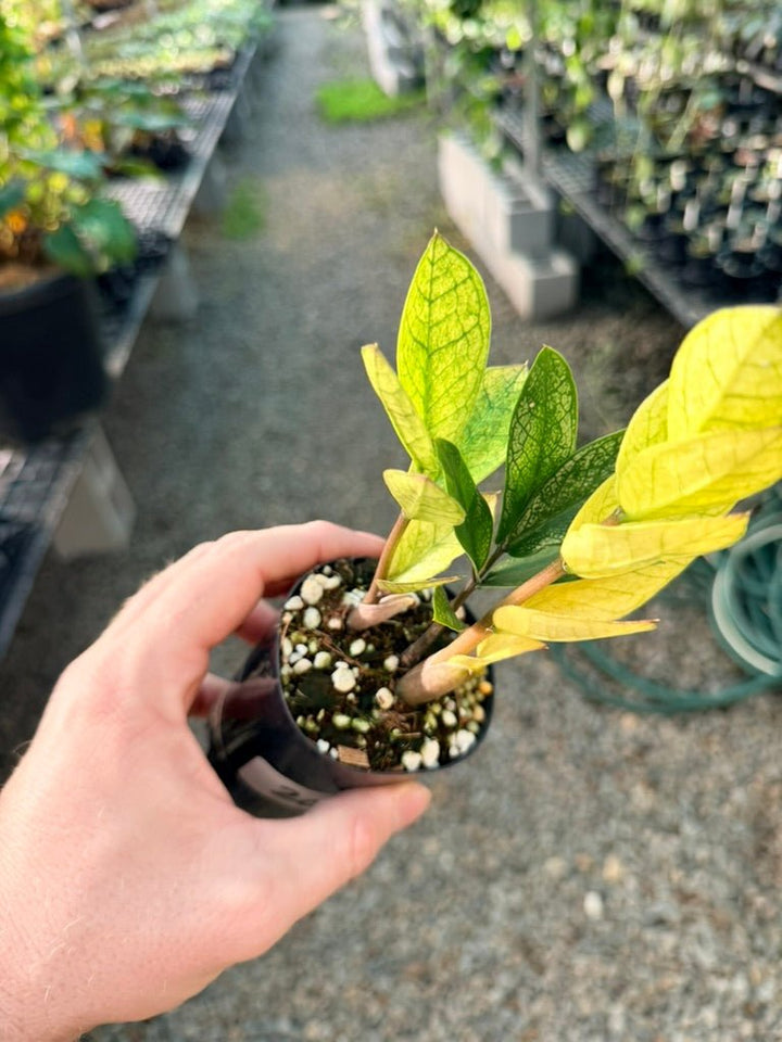 Handpicked 209 - Zamioculcas Zamiifolia - Akebono | Uprooted