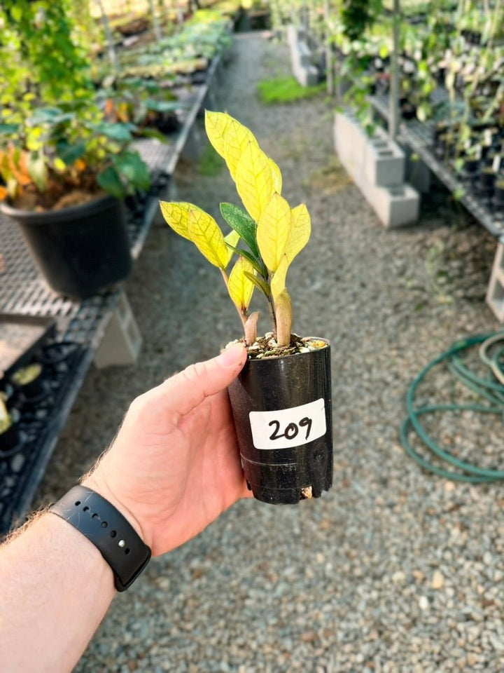 Handpicked 209 - Zamioculcas Zamiifolia - Akebono | Uprooted