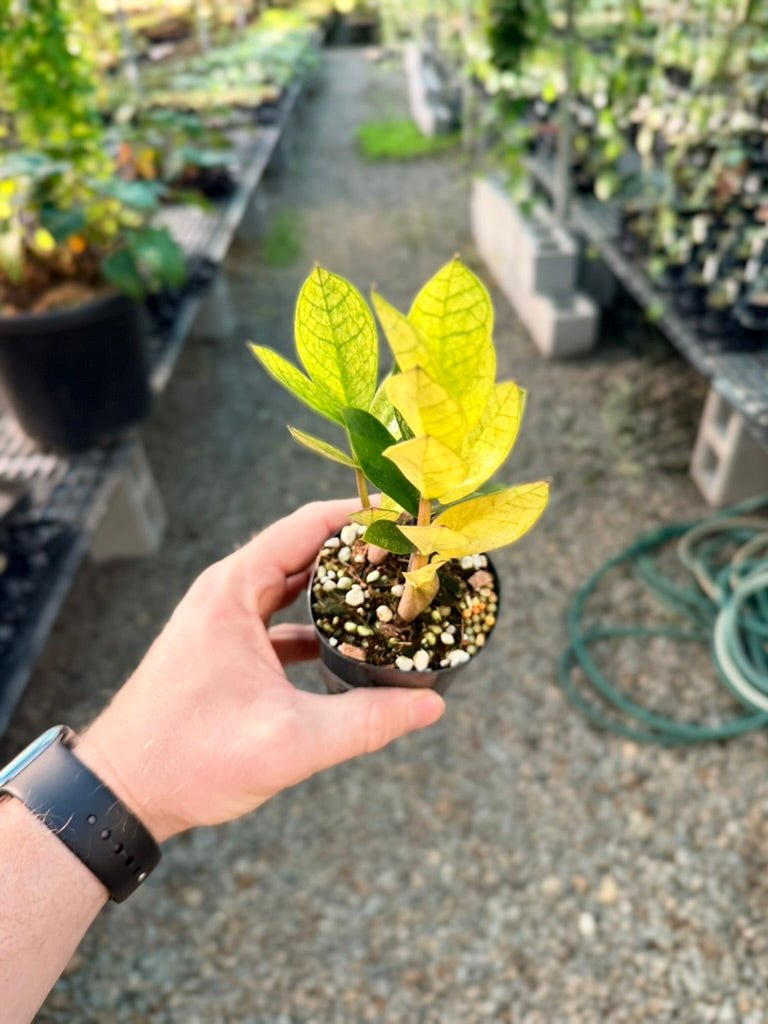 Handpicked 209 - Zamioculcas Zamiifolia - Akebono | Uprooted