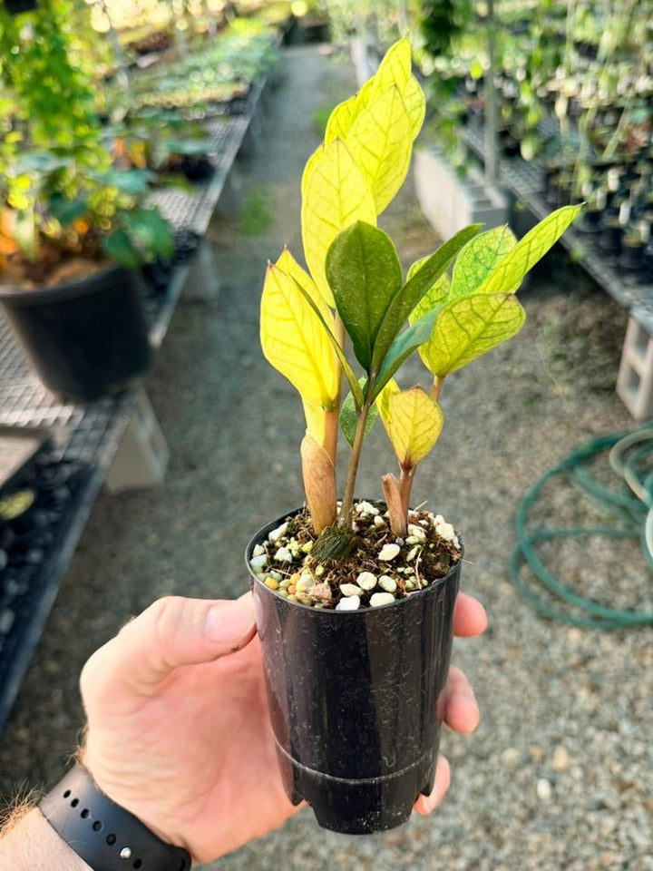 Handpicked 209 - Zamioculcas Zamiifolia - Akebono | Uprooted