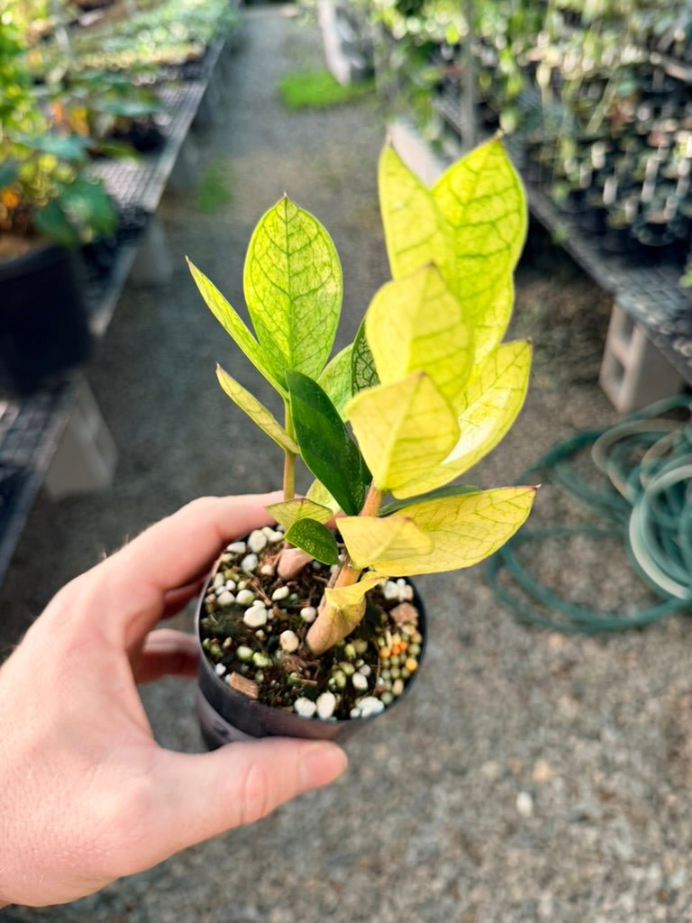 Handpicked 209 - Zamioculcas Zamiifolia - Akebono | Uprooted