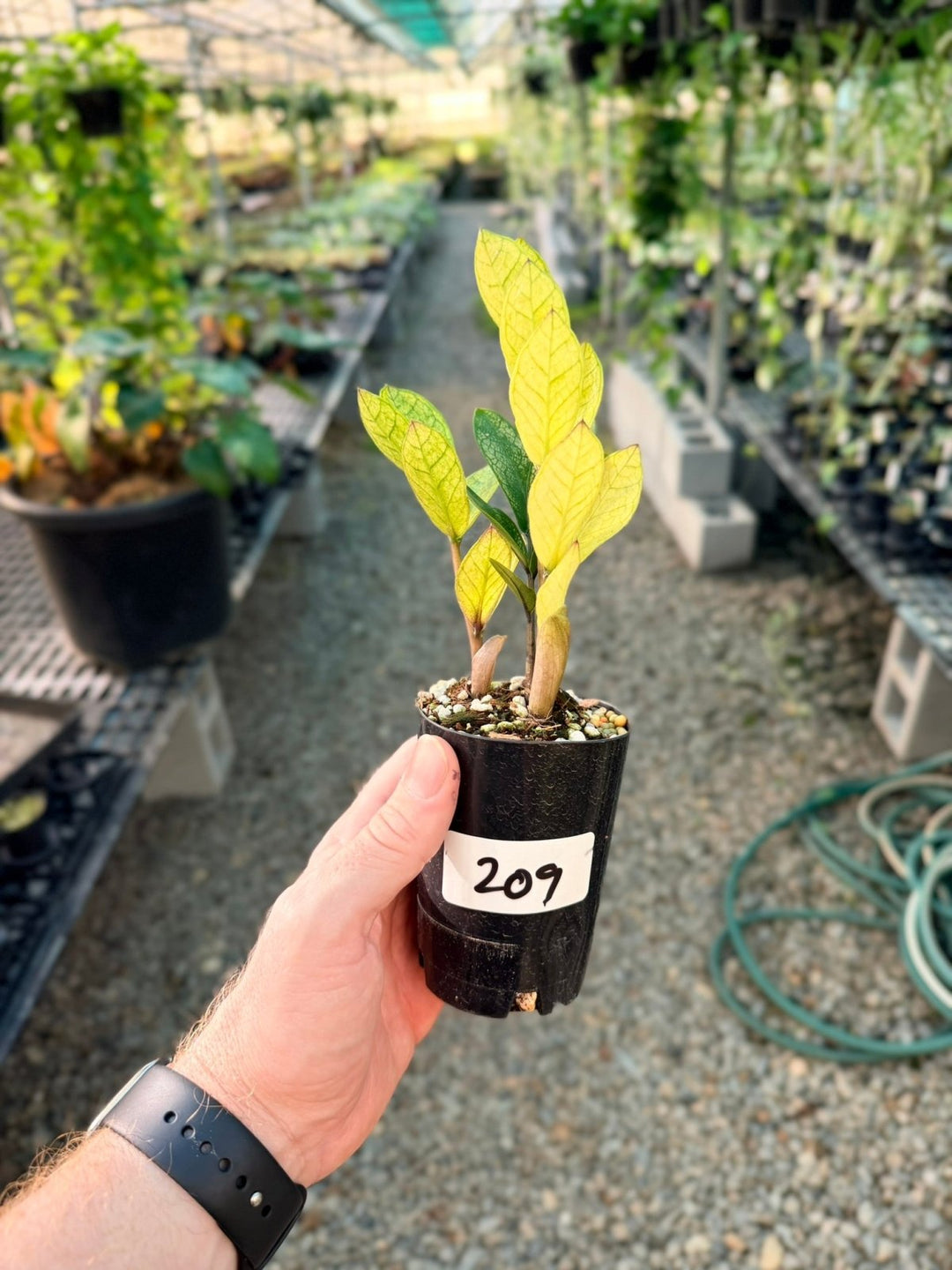 Handpicked 209 - Zamioculcas Zamiifolia - Akebono | Uprooted