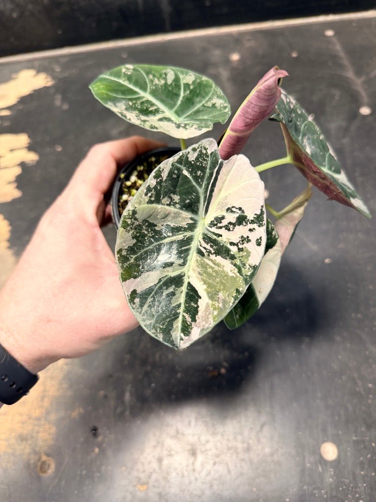 Handpicked 21 - Alocasia Reginula - Black Velvet Variegata | Uprooted