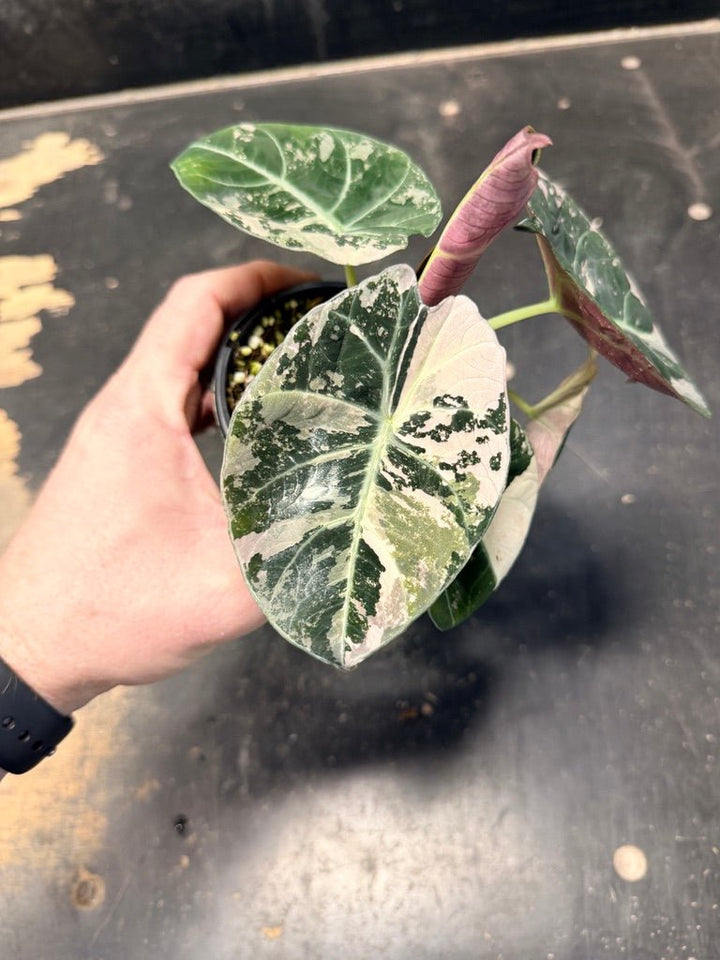 Handpicked 21 - Alocasia Reginula - Black Velvet Variegata | Uprooted