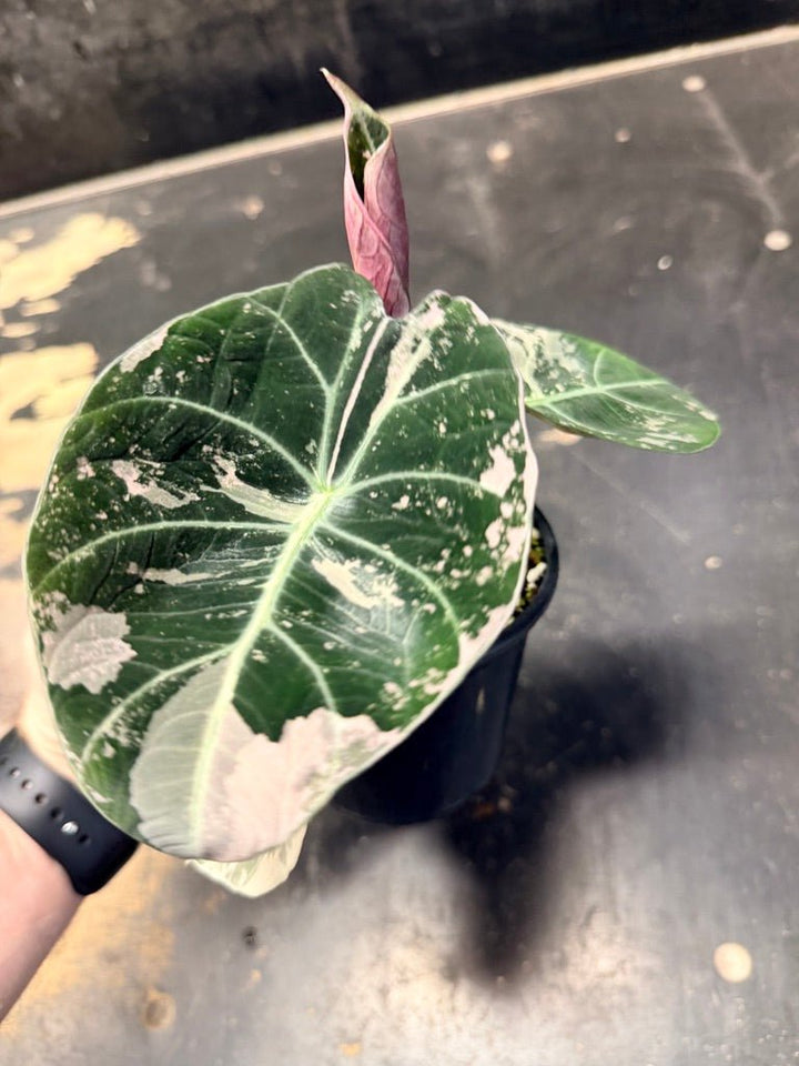 Handpicked 21 - Alocasia Reginula - Black Velvet Variegata | Uprooted