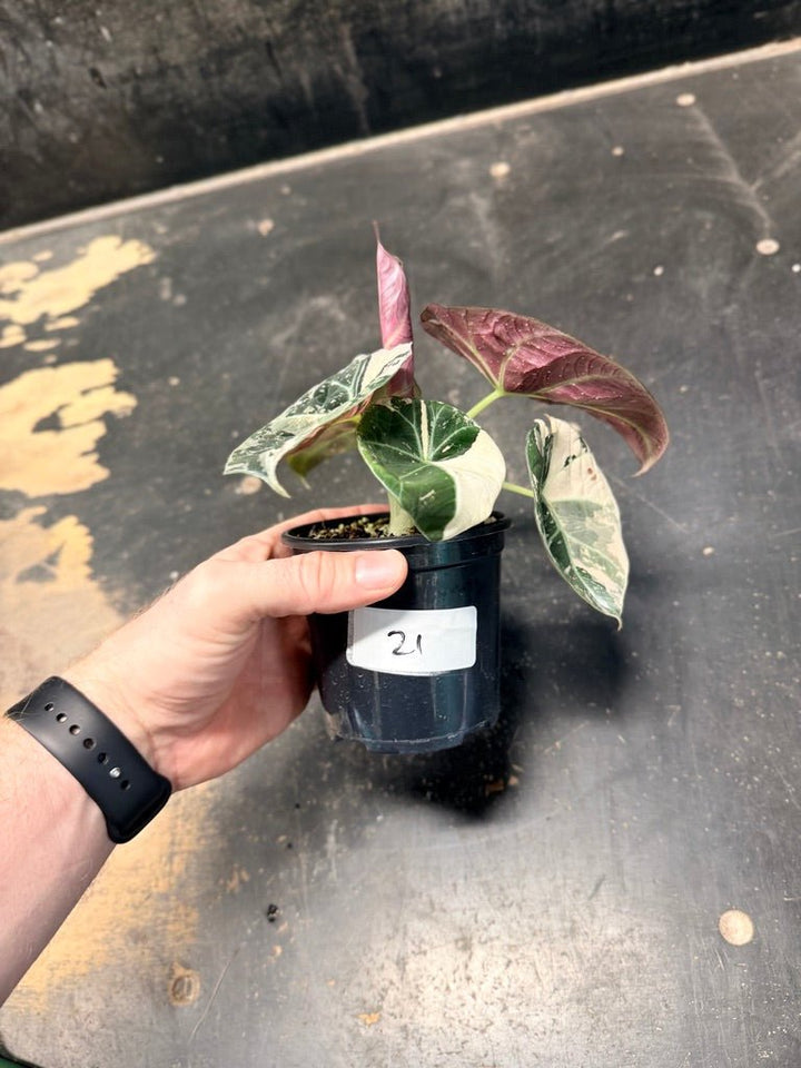 Handpicked 21 - Alocasia Reginula - Black Velvet Variegata | Uprooted