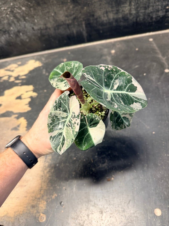 Handpicked 21 - Alocasia Reginula - Black Velvet Variegata | Uprooted