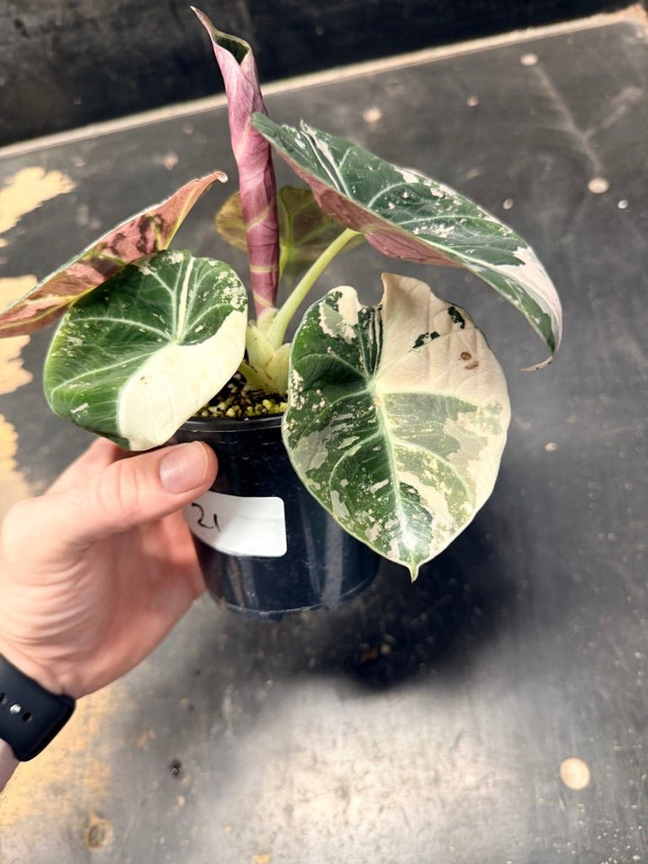 Handpicked 21 - Alocasia Reginula - Black Velvet Variegata | Uprooted