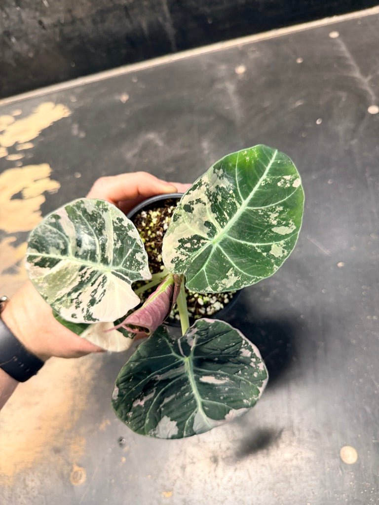 Handpicked 21 - Alocasia Reginula - Black Velvet Variegata | Uprooted