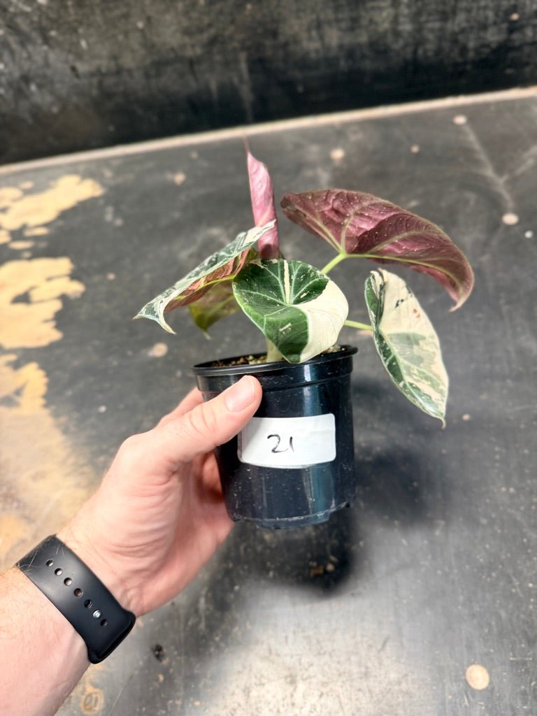 Handpicked 21 - Alocasia Reginula - Black Velvet Variegata | Uprooted