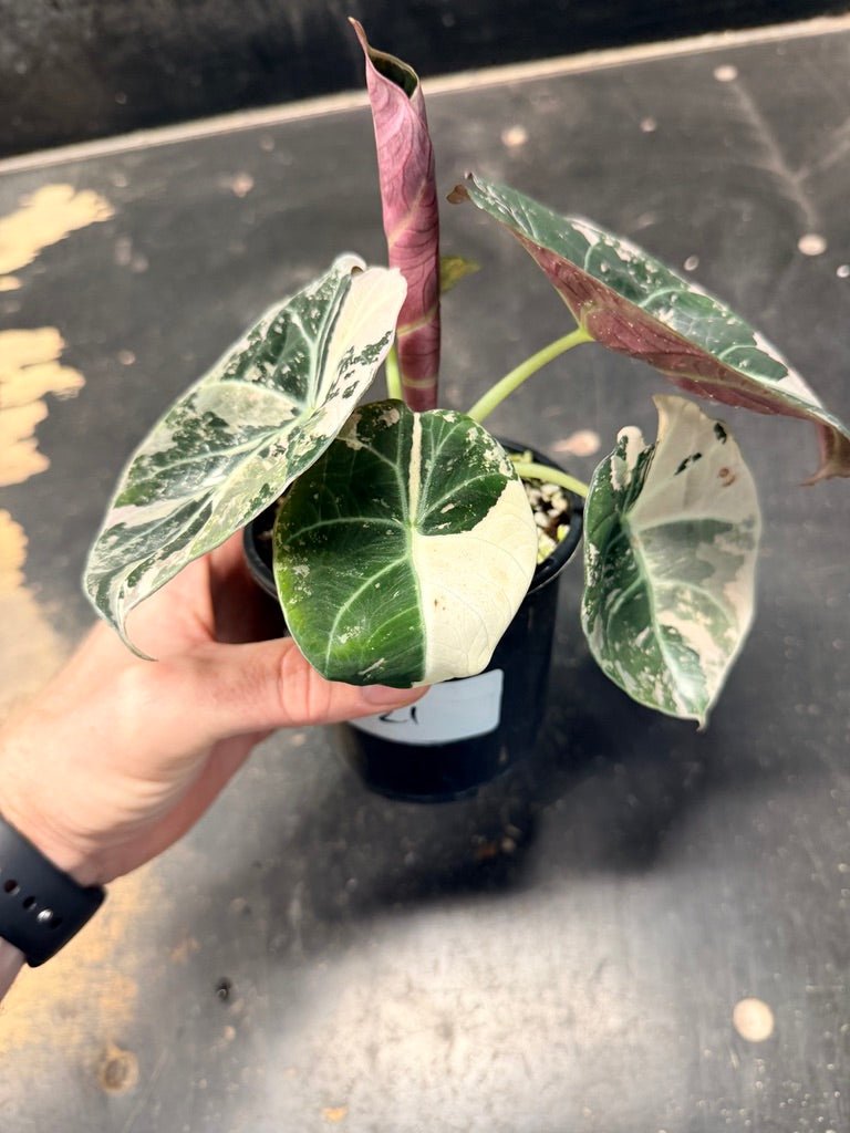 Handpicked 21 - Alocasia Reginula - Black Velvet Variegata | Uprooted