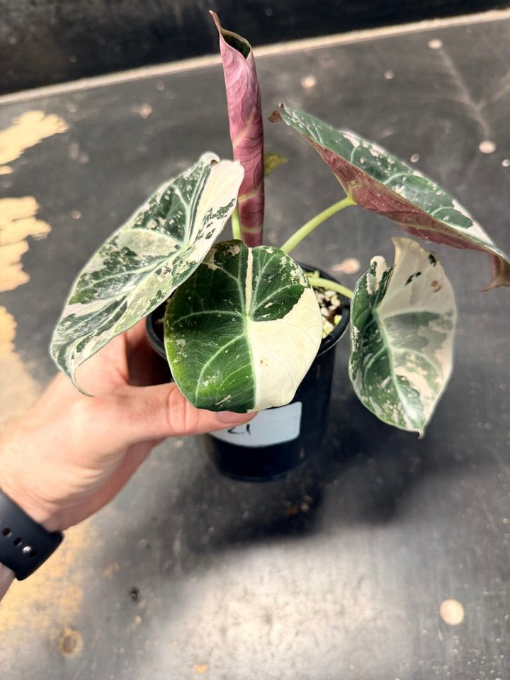 Handpicked 21 - Alocasia Reginula - Black Velvet Variegata | Uprooted