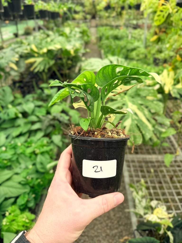 Handpicked 21 - Monstera Adansonii - Monkey Mask - Variegated Albo | Uprooted