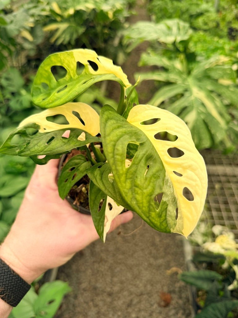Handpicked 21 - Monstera Adansonii - Monkey Mask - Variegated Albo | Uprooted