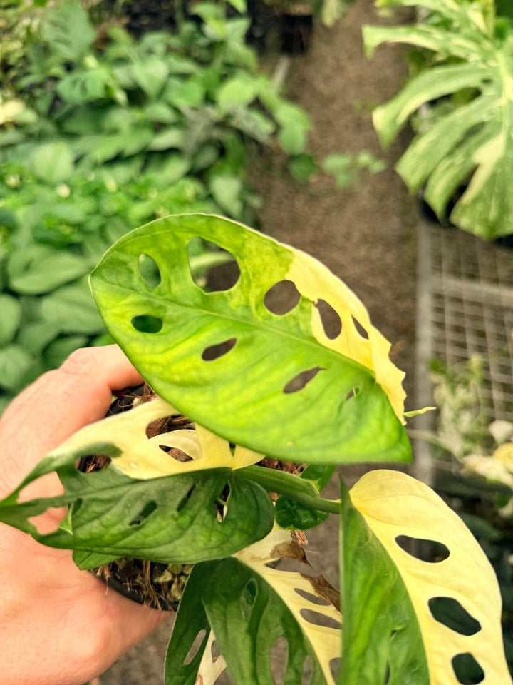 Handpicked 21 - Monstera Adansonii - Monkey Mask - Variegated Albo | Uprooted